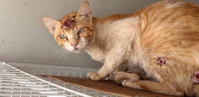 GRNEWS TV: Feridas no seu gato podem ser sinal de doença que também ameaça seres humanos