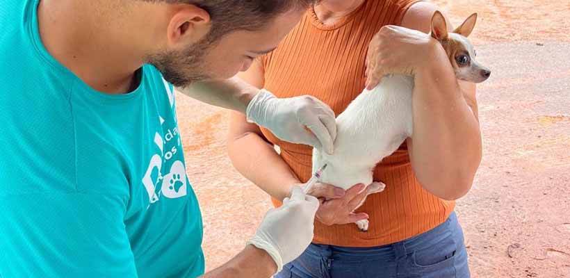 GRNEWS TV: Vacinação contra a raiva animal ganha reforço com estratégia que ampliou proteção na zona rural