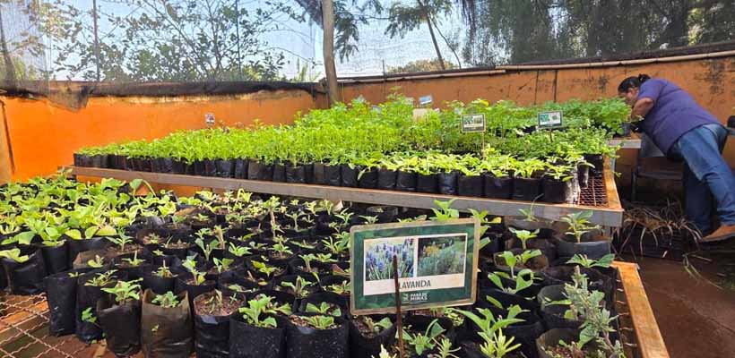 GRNEWS TV: Plantas medicinais ganham espaço e levam conhecimento para os quintais