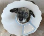 Ampliada castração gratuita de cães e gatos em Pará de Minas