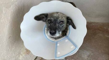 Ampliada castração gratuita de cães e gatos em Pará de Minas