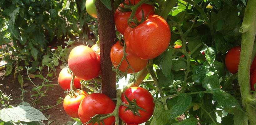 Cientistas identificam gene que confere porte erguido às folhas do tomateiro