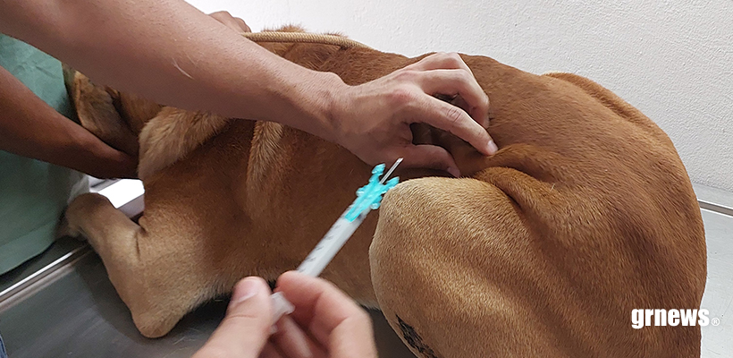 Campanha Antirrábica em Pará de Minas superou metas, mas CCZ realiza repescagem para tutores que ainda não imunizaram seus cães e gatos